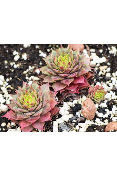 Sempervivum hybridum Blood Tip 